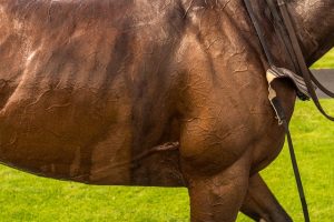 Horse Lovers in the Casino